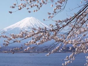 図１　富士と桜